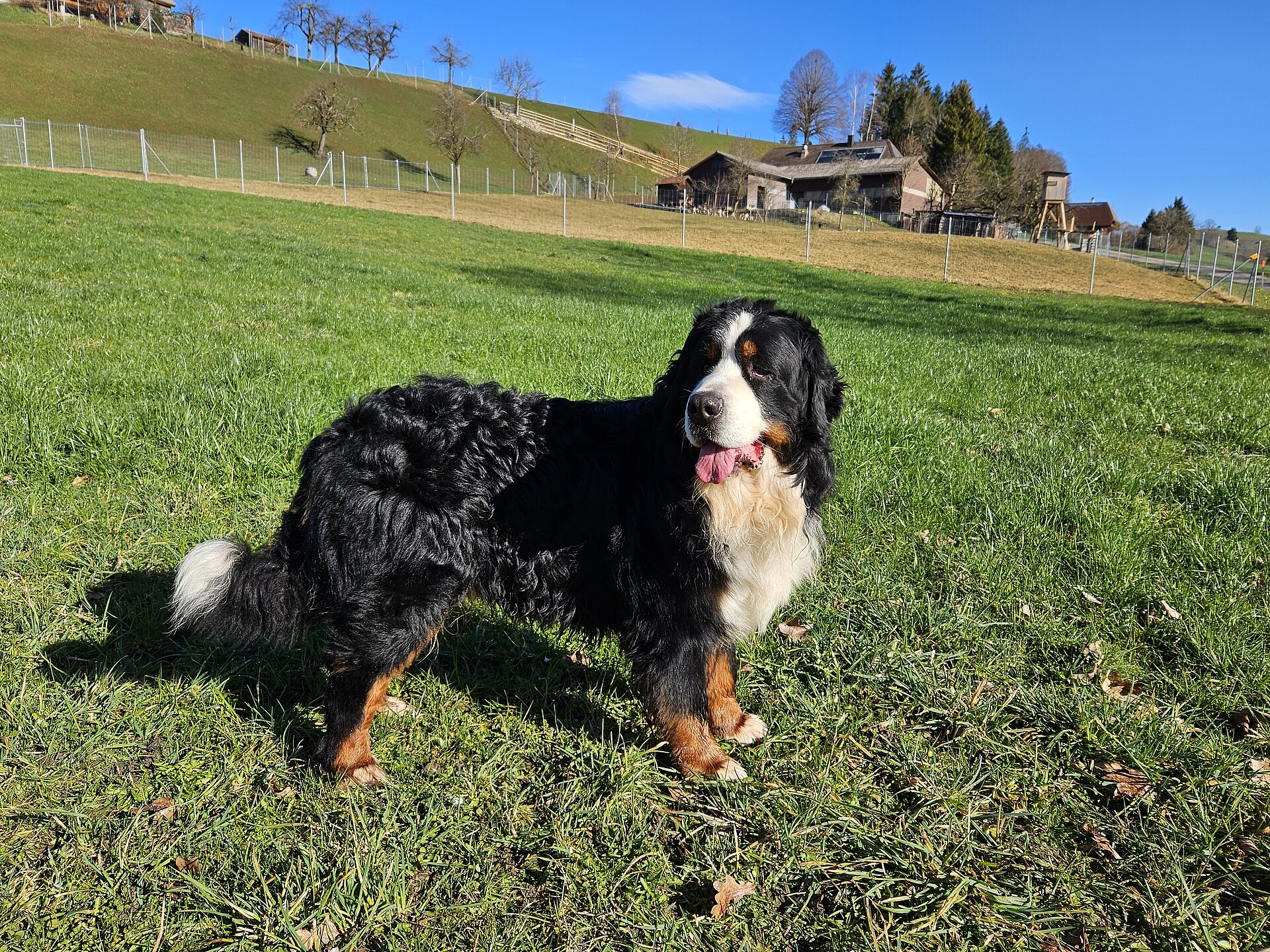 Gino von Kopfrein, Schweizer Schönheits Champion